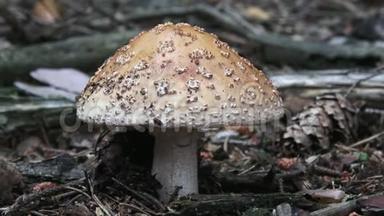 蘑菇有一顶粉红色的帽子和白点，生长在森林里。